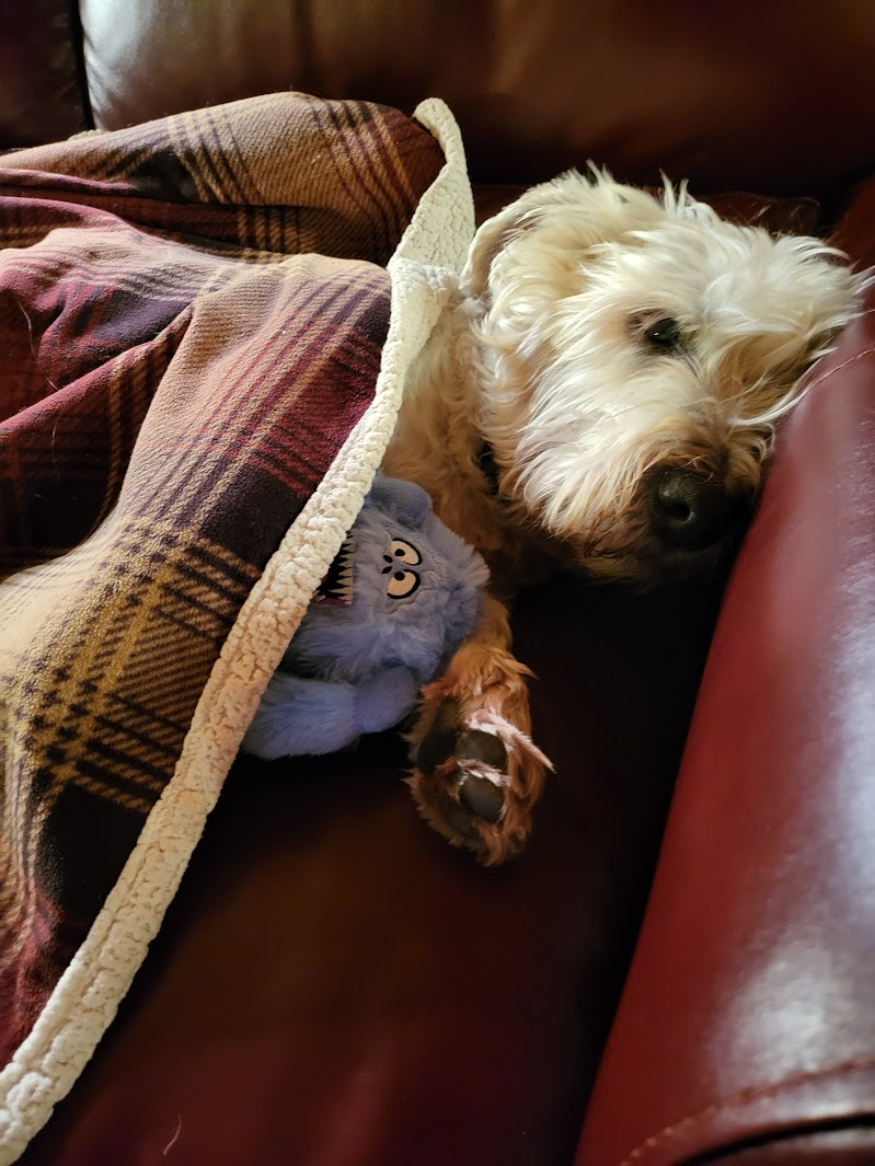 Gertie napping under a plaid blanket with her favorite plush toy